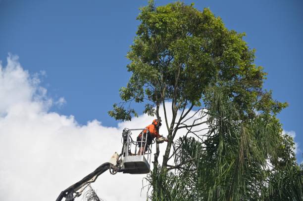 How Our Tree Care Process Works  in  Newfield, NJ