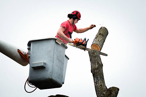 Professional Tree Care in Newfield, NJ